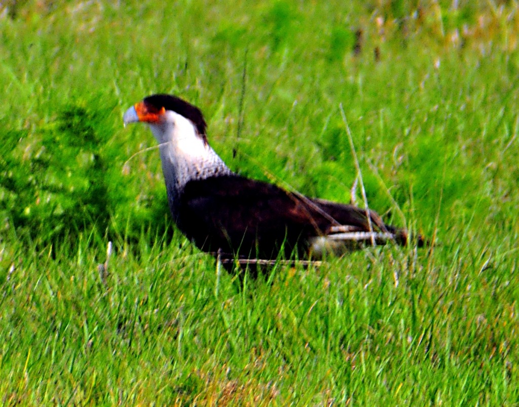 The Caracara Bird
